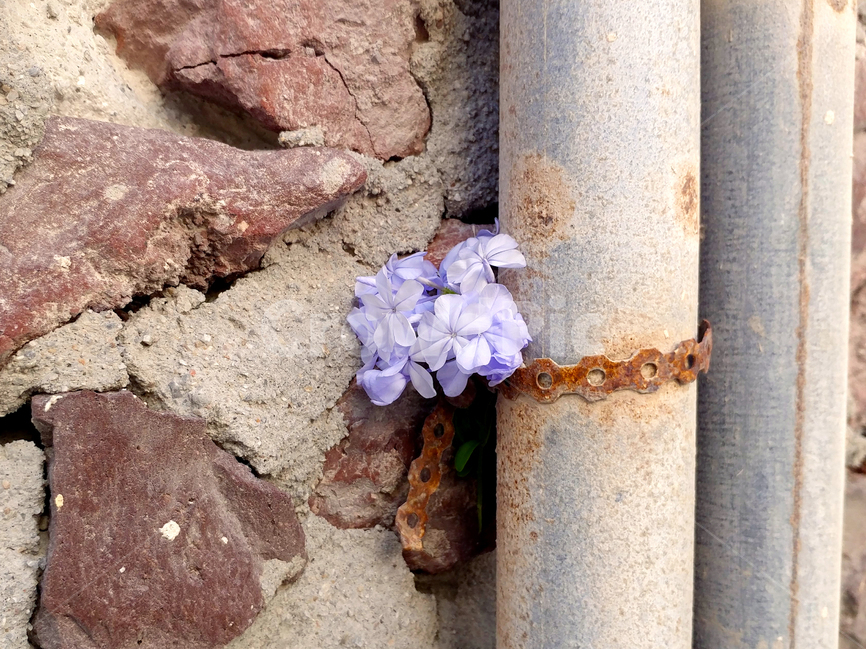 꽃,벽,돌담,돌,골목,꽃잎,식물,자연,plants,nature,꽃,flower