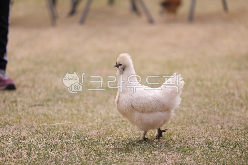 닭,실키,아메리칸화이트실키,관상닭,chicken,rooster,hen,cock