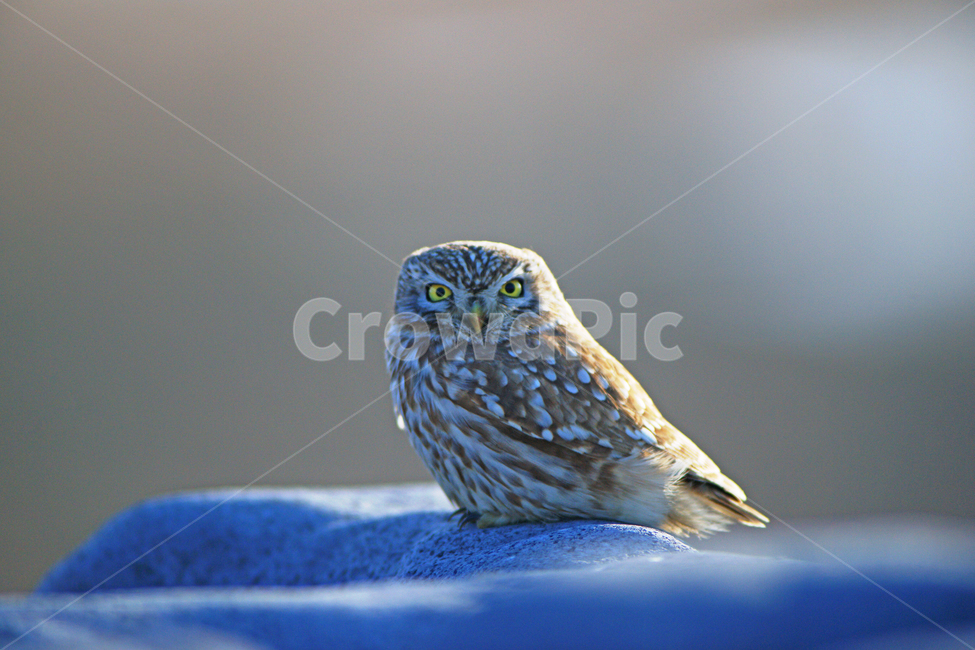 금눈쇠올빼미,천연기념물,조류,맹금류,새,동물,animal,조류,새,birds