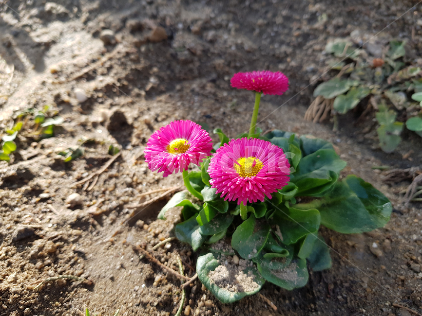 식물,꽃,flower,자연,핑크