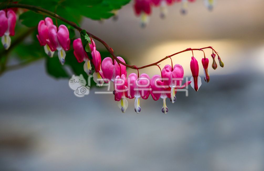 red,closeup,plant,flower branch,bleeding heart,flower garden,branch,flower,red flower,stem