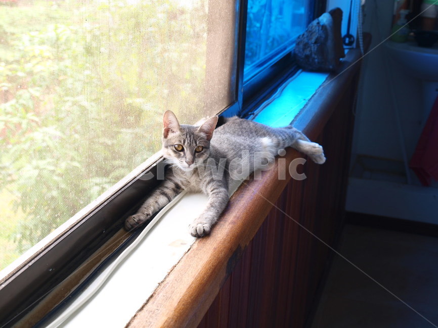 고양이,동물,아기고양이,반려묘,cat