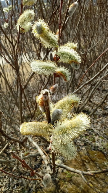 식물,꽃,나무,tree,outdoors,버들강아지