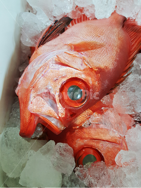 물고기,생선,회,도미,낚시,해산물,어류,식재료,수산물,횟감,붉은색,맛있다,seafood,fish,dish,cook,food,meal