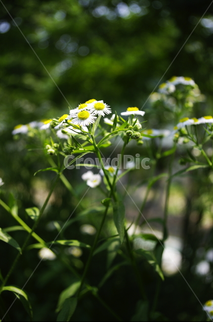 개망초,꽃,flower,식물,plant,자연