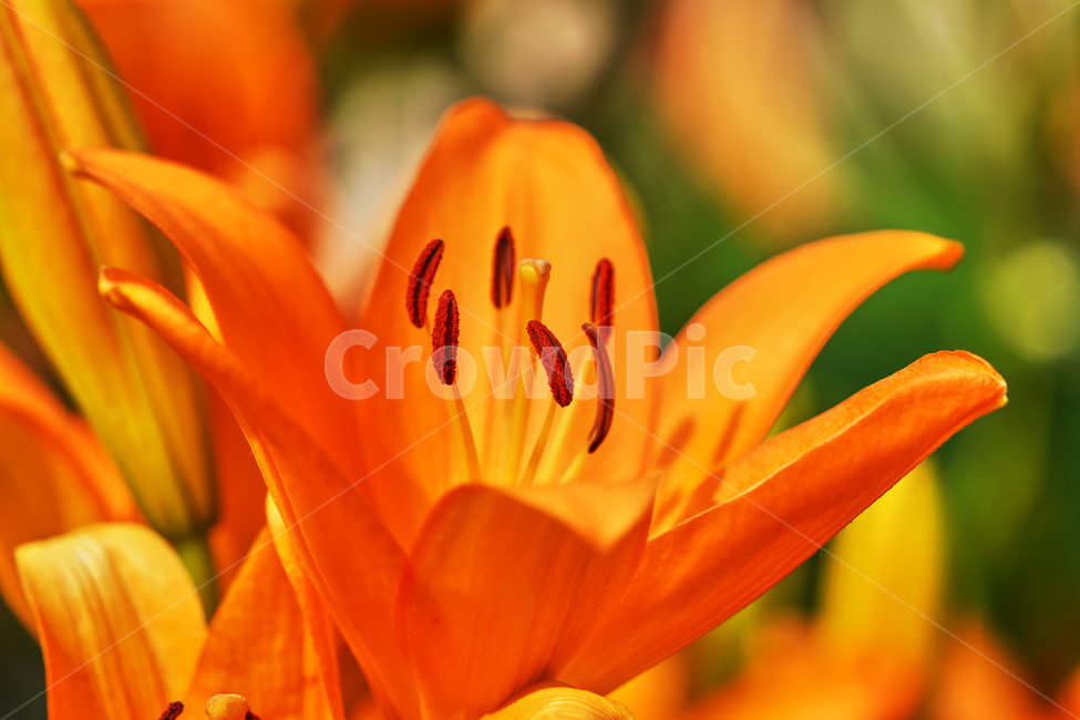 꽃,여름,식물,자연,공원,식물,자연,plants,nature,꽃,flower
