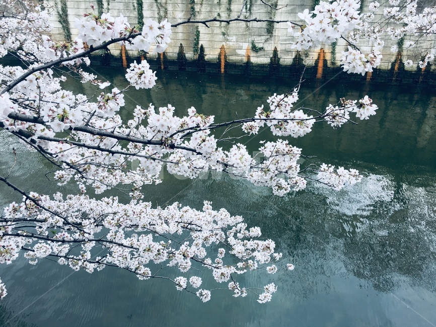 벚꽃,강,아름다운,봄,일본,봄,계절,spring,season,식물,자연,plants,nature,꽃,flower,plant,blossom,cherry blossom
