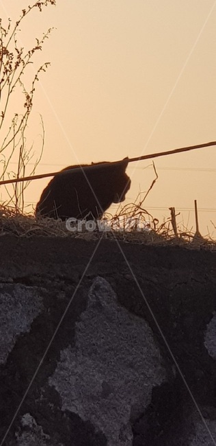 고양이,cat,야옹이,나비,냥이,동물,animal,포유류,mammal,고양이,cat,kitten,kitty