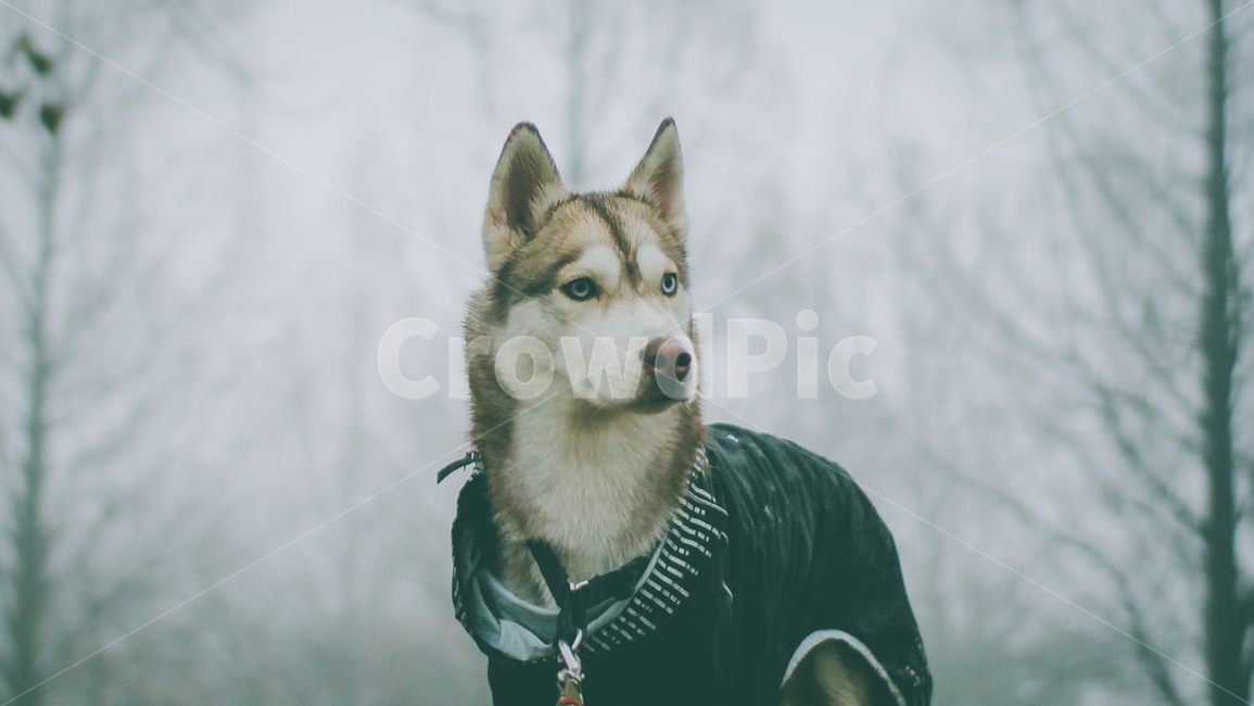 허스키,반려견,안개,개,husky,반려동물,대형견,중형견,dog,mist,siberianhusky,동물,animal,포유류,mammal,개,강아지,dog,doggy
