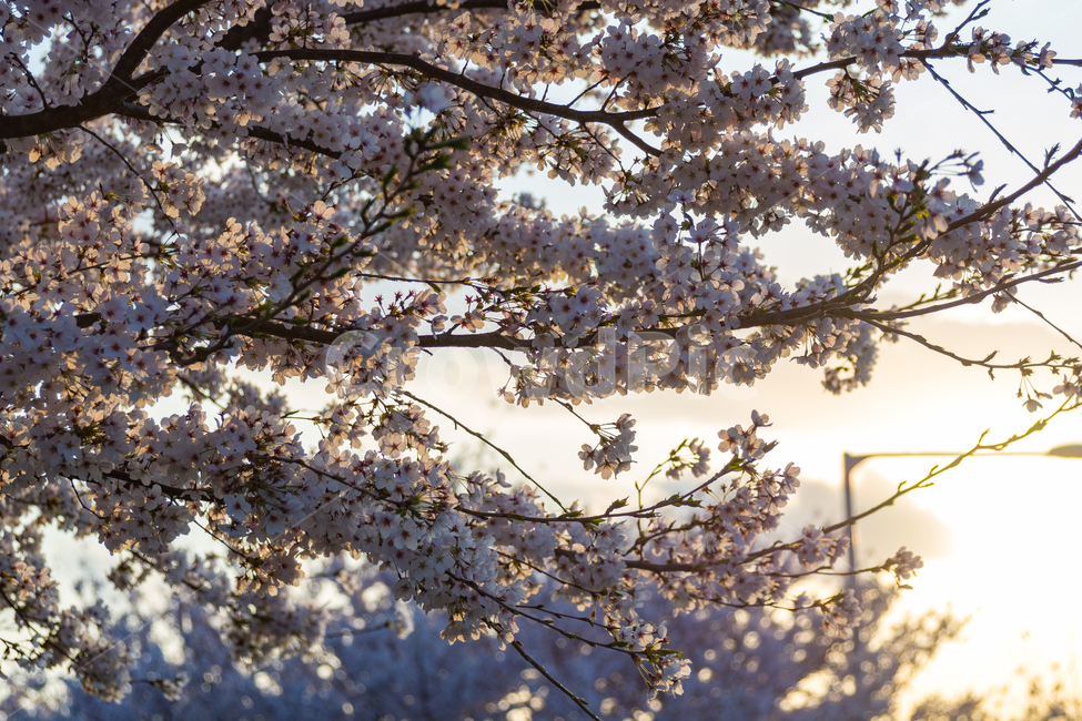 	봄,벚꽃,cherryblossom,꽃,자연,역광,풍경,하늘,나무,감성,봄,계절,spring,season,식물,자연,plants,nature,꽃,flower,plant,cherry blossom,blossom