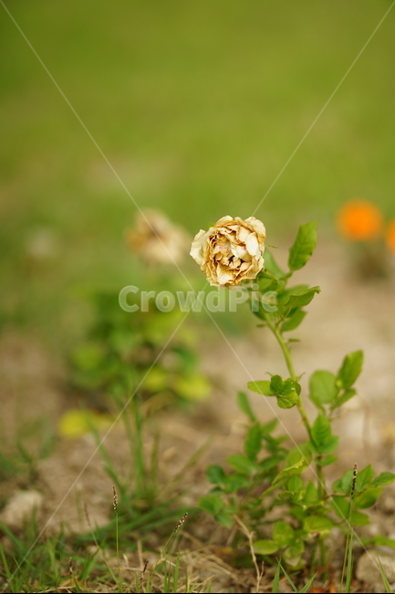 식물,꽃,플라워,생명,생물,컬러,색감,감성,flower,color,식물,자연,plants,nature,꽃,flower