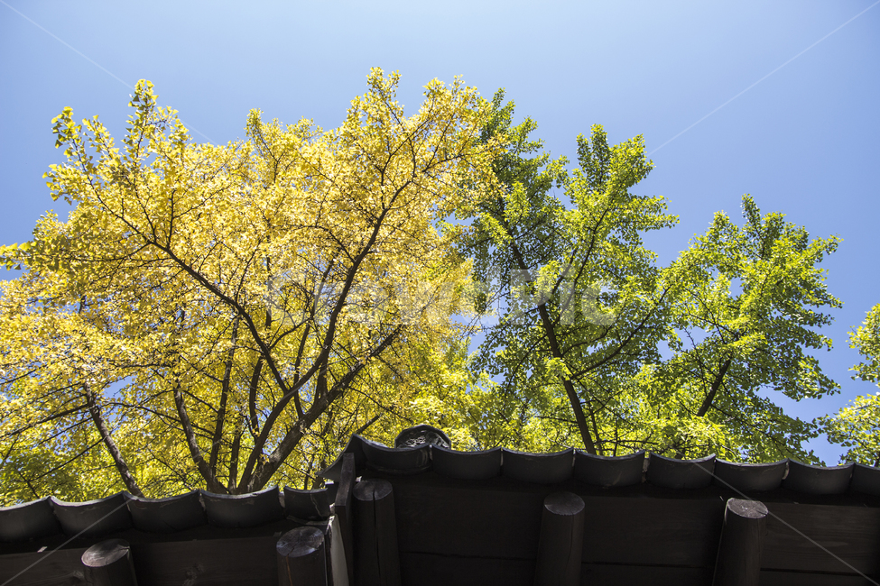 돌담길,단풍,창덕궁,국내,나무,풍경,landscape,maple,하늘,sky,tree,nature,초록단풍,노란단풍,여름,가을,summer,autumn,가을,계절,fall,autumn,season,plant,식물