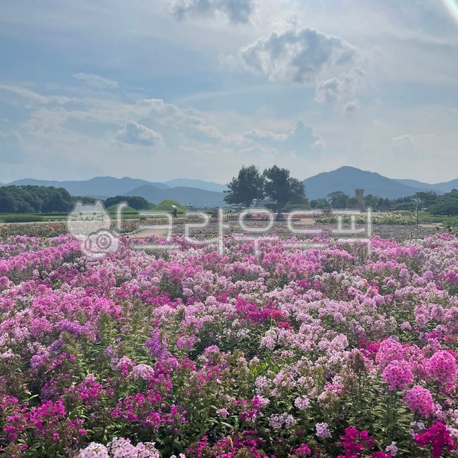 첨성대경관,자연경관,들판,첨성대,경주,분홍꽃,경주전망