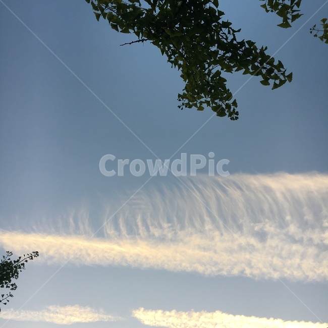 하늘,파랑,구름,여름하늘,계절,나무,풍경,sky,맑은하늘,summer,cloud,cumulus,뭉게구름,색깔,색상,color,맑음,coear