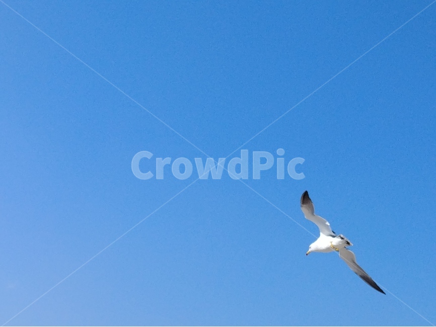 바다,갈매기,바람,날개,하늘,동물,animal,조류,새,birds