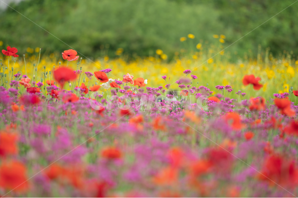 꽃,양귀비,풀,poppy,자연,flowers,natural,식물,자연,plants,nature,꽃,flower