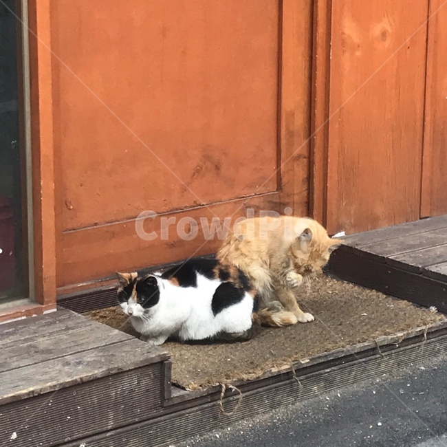 고양이,야옹이,냥이,동물,길고양이
