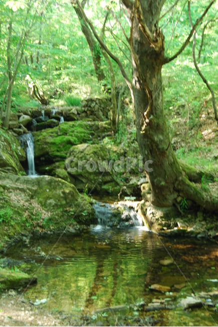 진악산,금산군,공원,탐방로,자연,자연,풍경,nature,landscape,식물,plants,나무,trees,wood,vegetation,초목,plant,outdoors,옥외,water,물,tree,land,땅,rainforest,열대 우림,stream,흐름