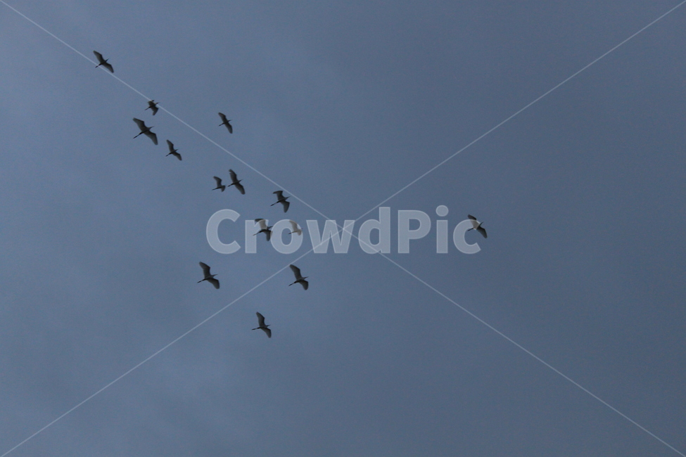 bird,새,animal,동물,flying,나는,자유