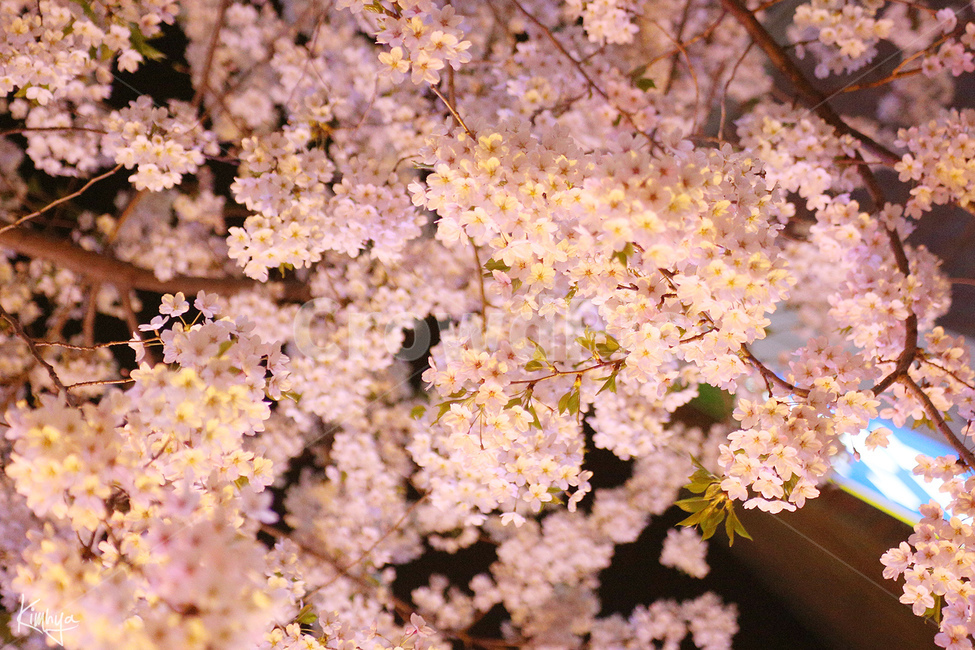 벚꽃,분홍,봄,꽃,노랑,밤,야간,cherryblossoms,봄,계절,spring,season,식물,자연,plants,nature,꽃,flower,감성,sensible,feeling,plant,blossom,cherry blossom