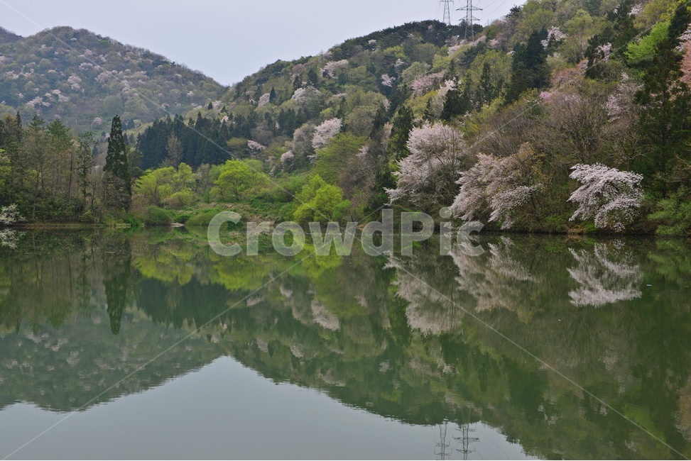 tree,나무,plant,식물,nature,자연,outdoors,옥외,전나무,water,물,화순,세량지,세량제,저수지,세량지봄,벚꽃,산벚꽃,봄,계절,반영,자연,풍경,nature,landscape
