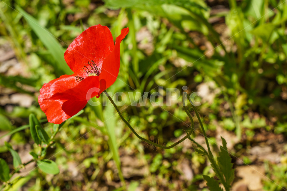 꽃,여름,빨강,양귀비,빨간꽃,줄기,식물,자연,plants,nature,꽃,flower
