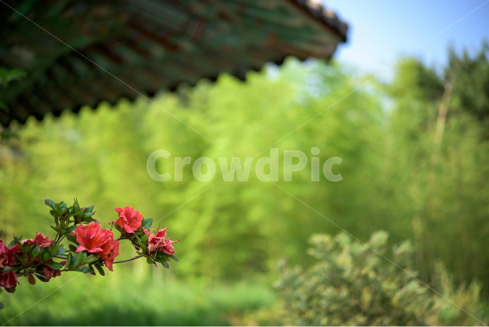 장미,rose,꽃,식물,flower,plants