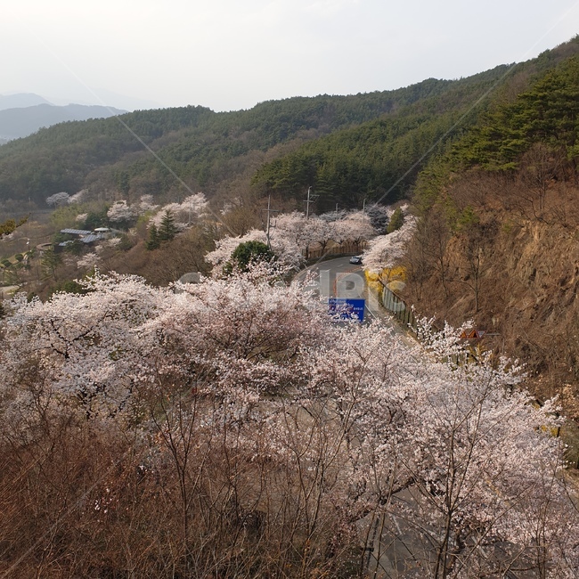 경치,벚꽃,풍경,꽃,도로