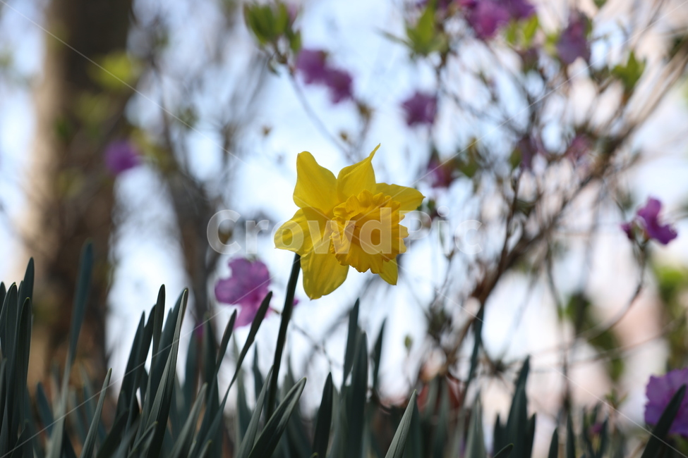 봄꽃,flower,springfield,수선화,노란수선화