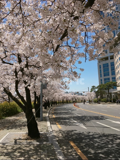 벚꽃,하늘,봄,나무,도로,봄,계절,spring,season,plant,식물