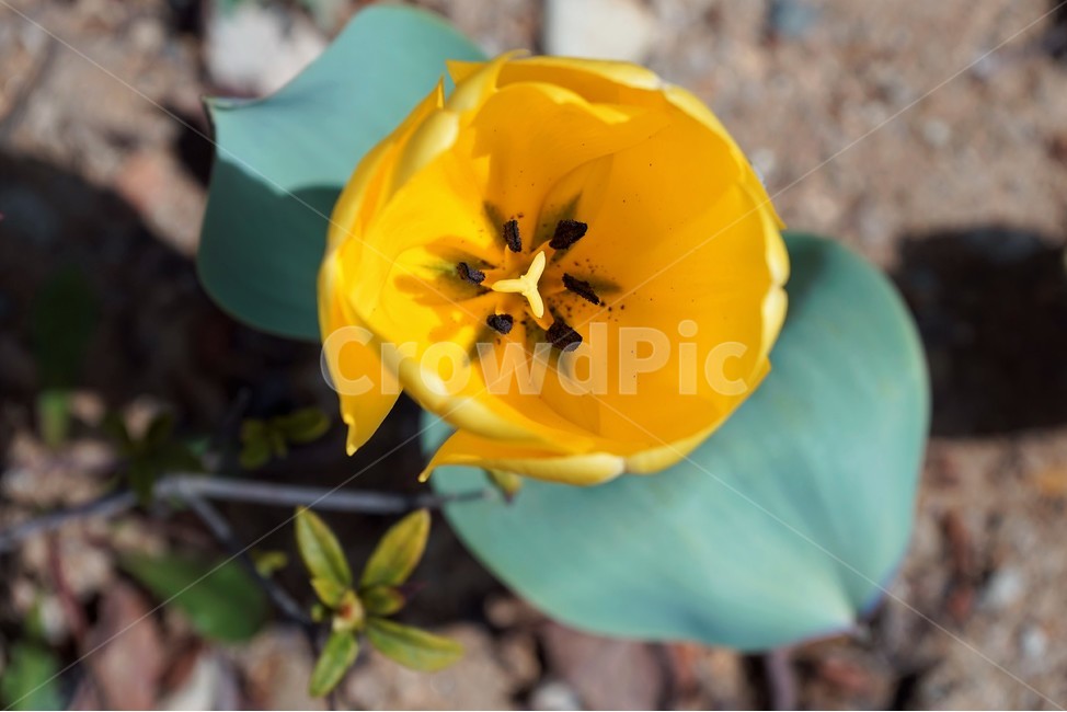 튤립,꽃,식물,자연,flower,plant