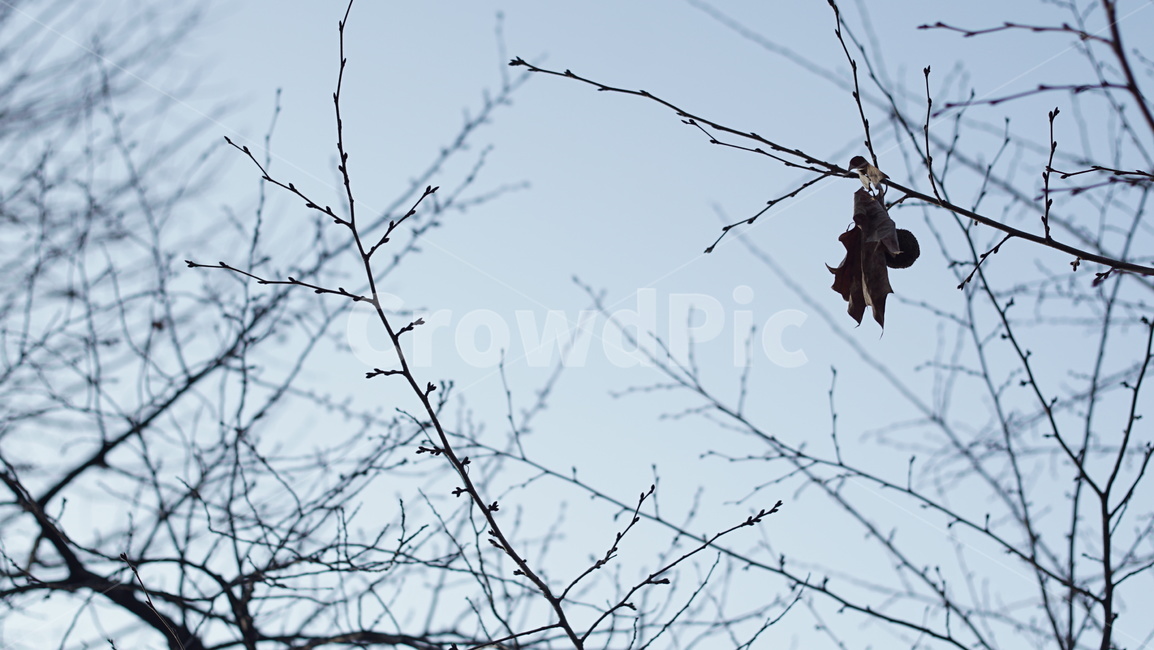 가지,겨울,낙엽,나뭇가지,leaf,잎,plant,식물,tree,winter,fall,가을,늦가을,초겨울
