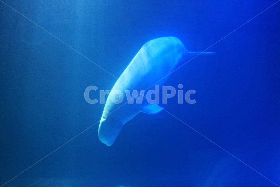 돌고래,고래,아쿠아리움,수족관,포유류,물,동물,animal,포유류,mammal