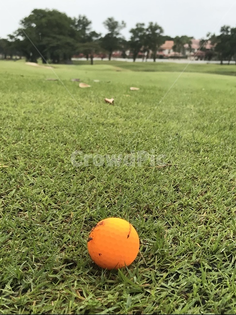 골프공,페어웨이,골프장,초록잔디,오랜지볼,스포츠,레저,운동,sports,leisure,exercise