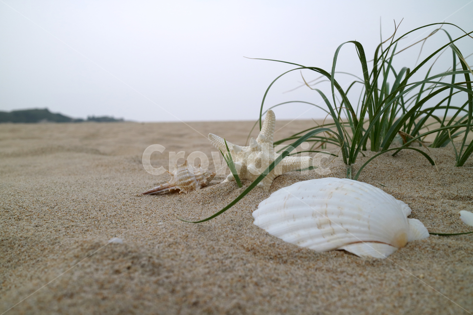 해변,모래사장,여름,불가사리,자연,계절,휴가,휴양,휴양지,해수욕장,바캉스,풀,조개,소라,조개껍데기,소라껍데기,해변,바다,beach,sea