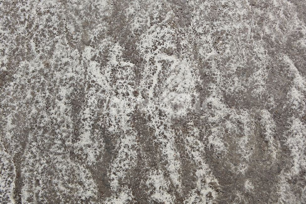 갯벌,생태공원,바탕,배경,자연