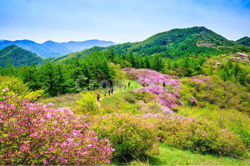 자연,산,녹색,풍경,지리산,바래봉,철쭉,봄,꽃,나무,nature,landscape,outdoor,mountain,spring,flower,tree,봄,계절,spring,season,자연,풍경,nature,landscape,한국자연풍경,한국자연경관,korea nature landscape,outdoors,옥외,tree,나무,plant,식물,abies,아비,fir,전나무,field,들,grassland,목초지,human,인간,person,사람