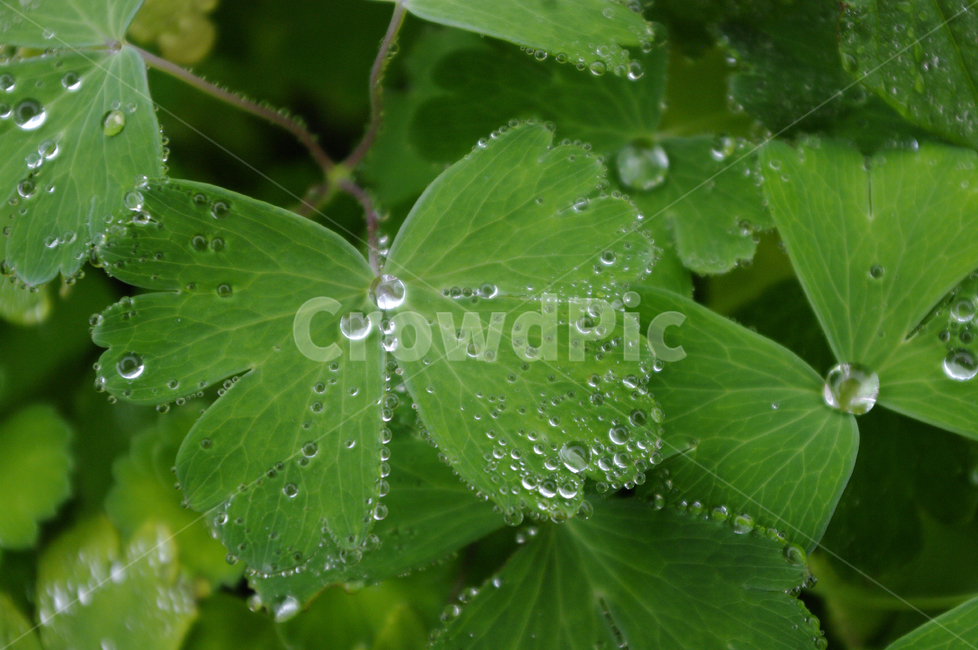 잎,물방울,식물,초록,plant,식물,자연,plants,nature