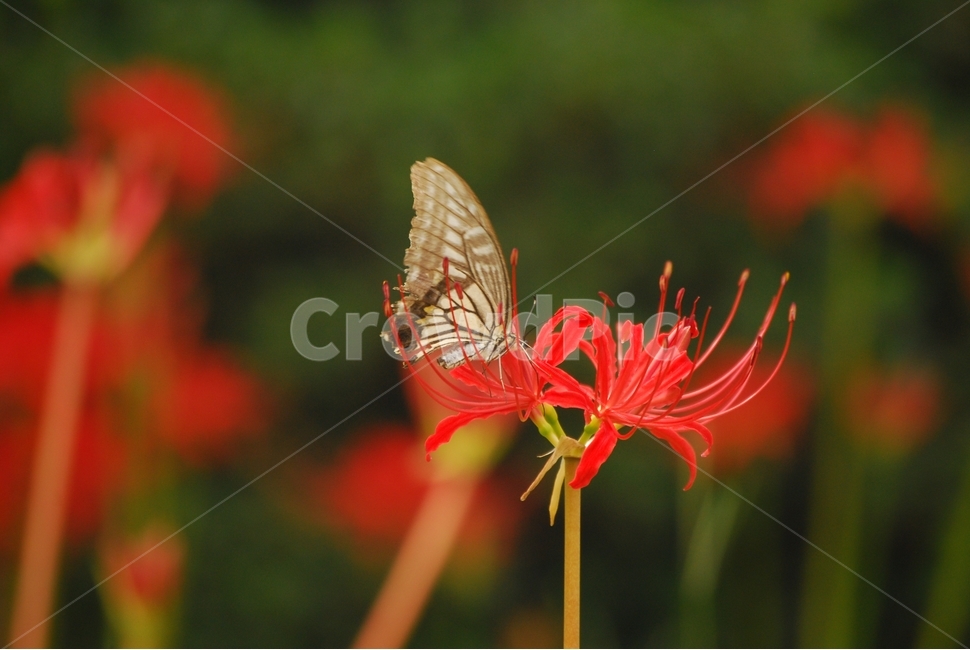 호랑나비,곤충,꽃,상사화,꽃무릇,식물,여름꽃,식물,자연,plants,nature,꽃,flower,동물,animal,곤충,벌레,insect,bug,색깔,색상,색채,색감,color sense,color sensitivity,feeling of color