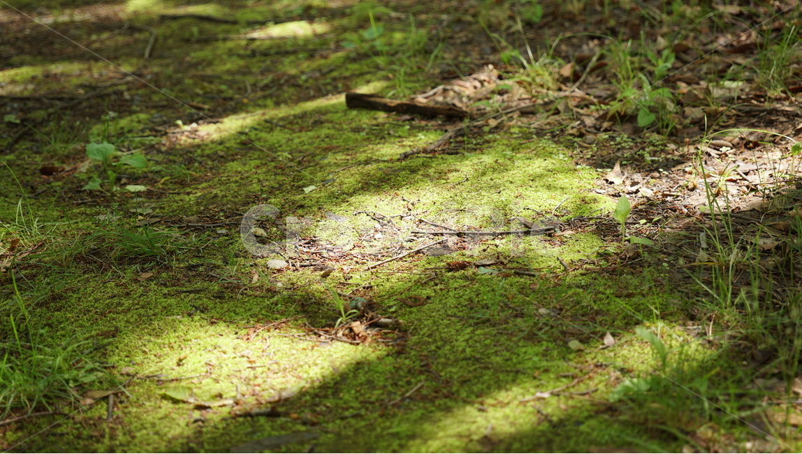 이끼,moss,솔이끼,숲속,생명력,응달,햇빛,그늘진숲,식물,자연,plants,nature,휴식,힐링,rest,relaxation,healing