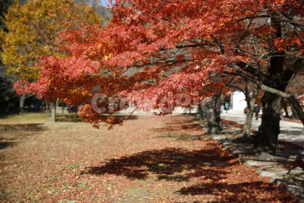 가을,낙엽,가을사진,단풍,은행,하늘,풍경,풍경사진,감성사진,감성,landscape,단풍놀이,출사,가을,계절,fall,autumn,season,식물,자연,plants,nature,tree,나무,plant,maple,leaf,잎