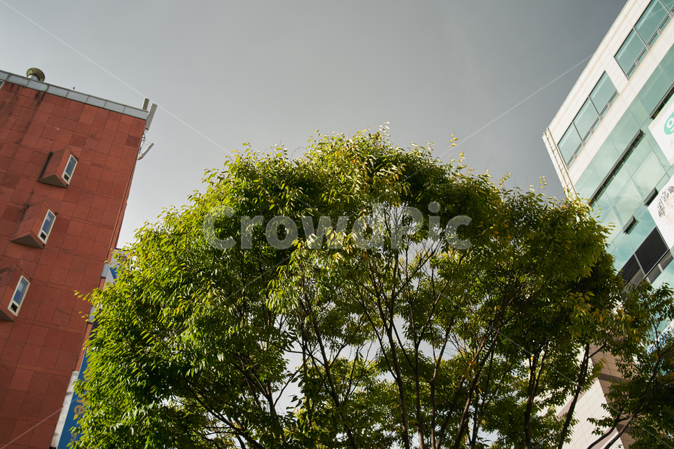 나무,하늘,빛,tree,가을,autumn,도시,풍경,city,landscape,tower,탑,architecture,건축물,building,건물