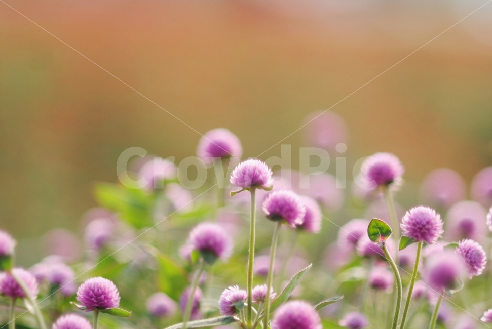 천일홍,분홍천일홍,핑크천일홍,가을꽃,가을,식물,flowers,식물,자연,plants,nature,꽃,flower,감성,sensible,feeling