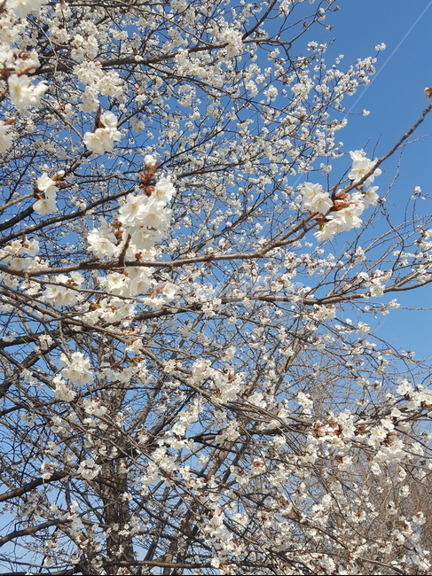 벚꽃,하늘,청량,봄,푸른하늘,풍경,꽃,파란색,cherryblossom,sky,spring,blue,flower,refreshing,landscape