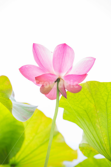 plant,식물,꽃,flower,petal,blossom,연꽃,식물,자연,plants,nature,꽃,flower