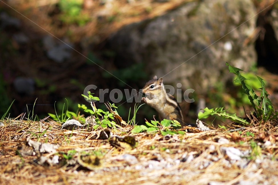 다람쥐,도토리,chipmunk,nature,동물,동물,animal,포유류,mammal