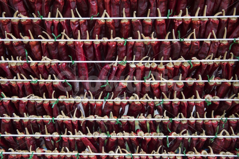 고추,수확,김장,건조,결실,음식,식재료,요리,food,cook,meal,dishes,food reserves,채소,야채,vegetables