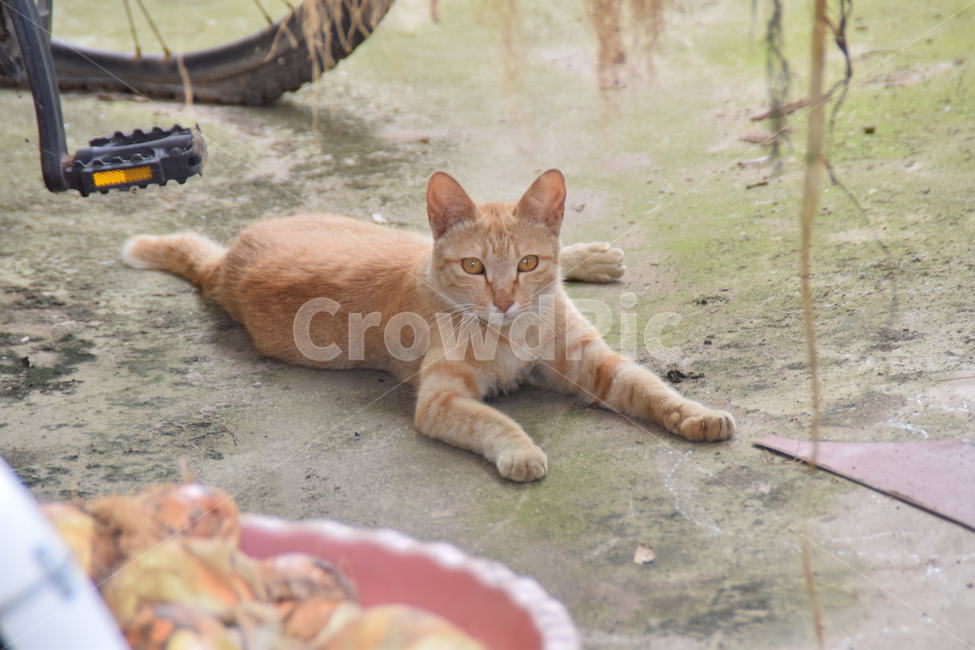 길고양이,동물,냐옹이,휴식,길냥이,귀여운,편안한,동물,animal,포유류,mammal,고양이,cat,kitten,kitty