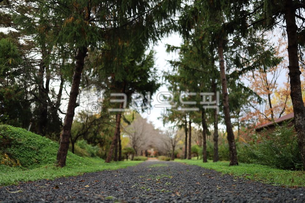 fall,arboretum,forest road,Gyeongju,fall road