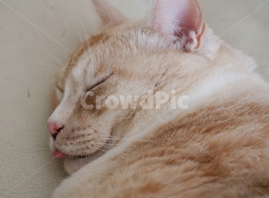 동물,고양이,코리안숏헤어,코숏,냐옹이,동물,animal,포유류,mammal,고양이,cat,kitten,kitty